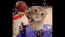 Cat Basket Ball GIF - Cat Basket Ball Dunk GIFs