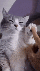Cat Metronome GIF