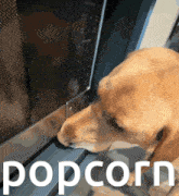 a dog sniffing something in a microwave with the word popcorn below it