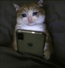 a cat is crying while looking at a cell phone