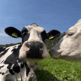 Treyreloaded Cow GIF - Treyreloaded Cow GIFs