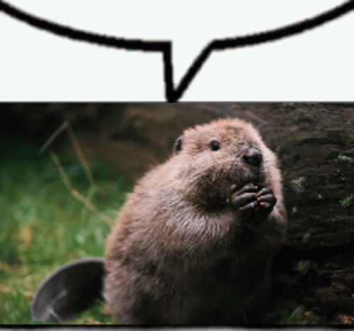 Darius Beaver GIF - Darius Beaver Beav - Discover & Share GIFs