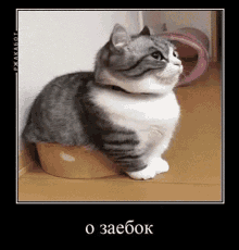 a gray and white cat is sitting on the floor next to a bowl .