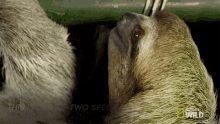 One Of Two Species Of Sloth In Costa Rica International Sloth Day GIF - One Of Two Species Of Sloth In Costa Rica International Sloth Day Untamed GIFs