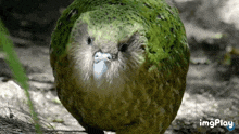 a green parrot with a blue beak is standing on the ground .