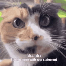 Cat False Worstie Do Not Agree Die GIF - Cat False Worstie Do Not Agree Die GIFs