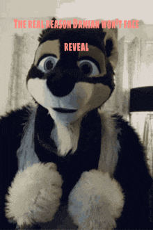 a picture of a furry animal with the words the real reason damian won 't face reveal above it