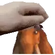 a close up of a person petting a dog 's face .