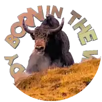 a picture of a bison with the words born in the wild surrounding it