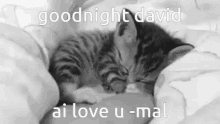 David Goodnight Cat GIF - David Goodnight Cat Goodnight David GIFs