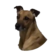a close up of a brown dog 's head with a white background