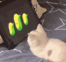 Cute Cat Corn GIF - Cute Cat Corn Cat Looking At Corn GIFs