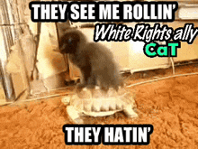 a cat sitting on top of a turtle with the caption they see me rollin '