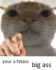 a picture of a cat pointing with the words your a fatass big ass underneath it