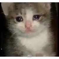 a close up of a sad kitten with tears running down its face and the words `` hi '' written below it .