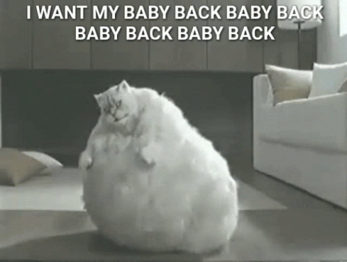 funny pictures of fat cats