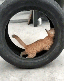 Cat Wheel GIF - Cat Wheel GIFs