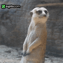 a meerkat standing in the sand with a zypto.com logo above it