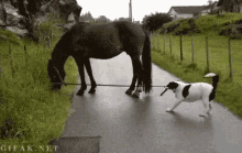 Horse Dog GIF - Horse Dog Unlikely Friends GIFs