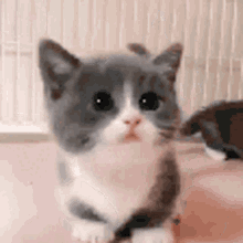 GIF