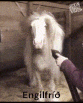 Engilfrid Horse GIF - Engilfrid Horse GIFs