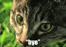 Bye Cat GIF - Bye Cat Helicopter GIFs