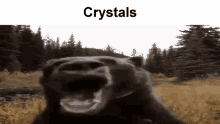Bear Crystals GIF - Bear Crystals GIFs