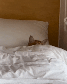 a cat laying on a bed with white sheets and a pillow