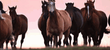 Horses Running GIF - Horses Running Horse GIFs