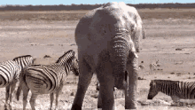 Elephant Zebra GIF - Elephant Zebra Move Bitch GIFs