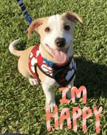 Happy Dog GIF - Happy Dog Smile GIFs