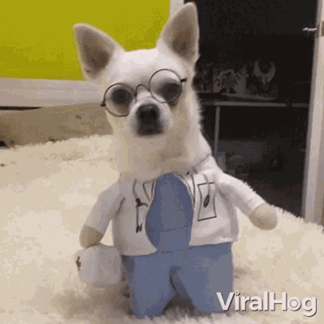 Dog Doctor GIFs | Tenor