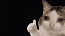 Crying Cat GIF - Crying Cry Cat GIFs