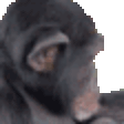 a close up of a monkey 's face with a pixelated background