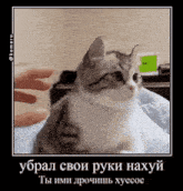 a cat is being petted by a person in a foreign language