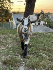 Free The GIF - Free The Goats GIFs