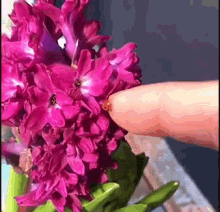 a ladybug is sitting on a purple flower on a finger .