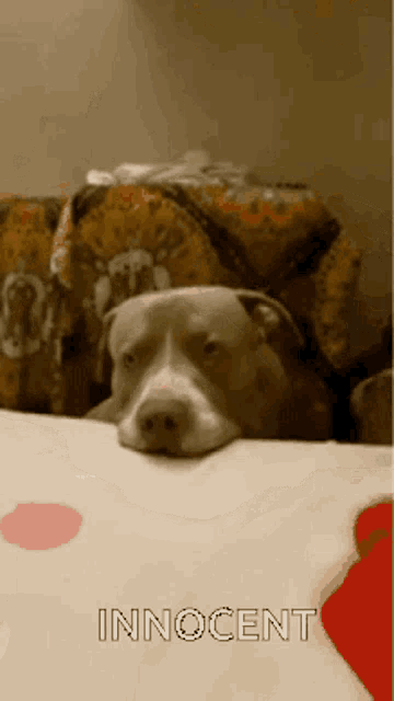 Innocent Americanbully GIF - Innocent Americanbully Dog GIFs