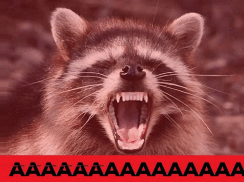 Raccoon Aaaaaa GIF - Raccoon Aaaaaa GIFs