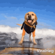 labrador surfing viralhog a dog having fun while surfing a dog on a surfboard
