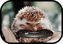 Video Games Hedgehog GIF - Video Games Hedgehog Funny Animal GIFs