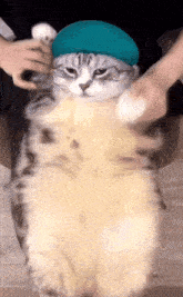 Catdancing Cat Dance GIF - Catdancing Cat Dance Cat Busting It Down GIFs