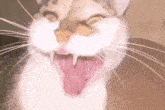 Haha Cat Scary Ass Cat GIF - Haha Cat Scary Ass Cat Insanity GIFs