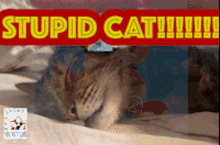 Stupid Cat GIF - Stupid Cat GIFs