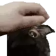 a person is petting a black pug dog 's head .