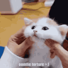 Oomfie Torture GIF - Oomfie Torture Cat GIFs