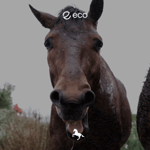 a close up of a horse 's face with the word eco on top