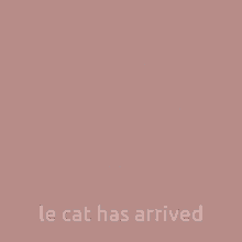 Le Cat Has Arrived Nyx Cat GIF