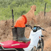a dog wearing a pair of orange shorts and rubber boots is sitting on a honda motorcycle
