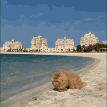 GIF